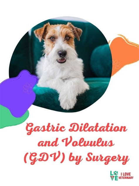 Gastric Dilatation and Volvulus (GDV) by Surgery - I Love Veterinary - Blog for Veterinarians ...