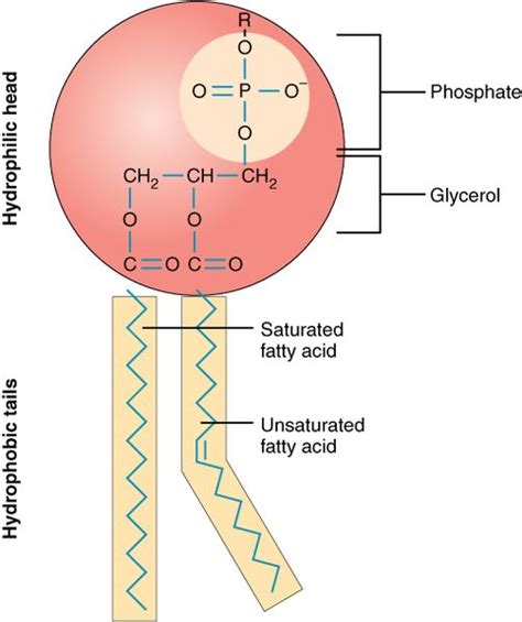 Chemical Structure of Lipids — Overview & Types - Expii