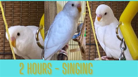 Budgerigars Singing