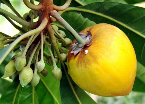 Canistel or the heart-shaped fruit - uniqueness and nutritional value