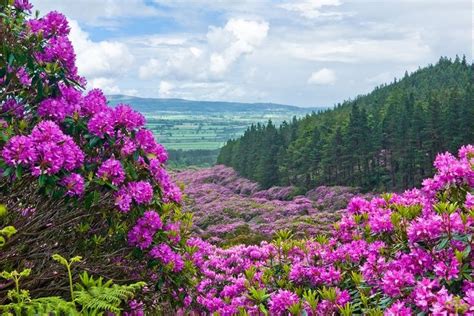 images of rhododendron landscapes | Rhododendrons on the Vee, Tipperary ...