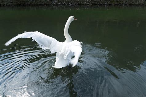 Premium Photo | White swan in lake