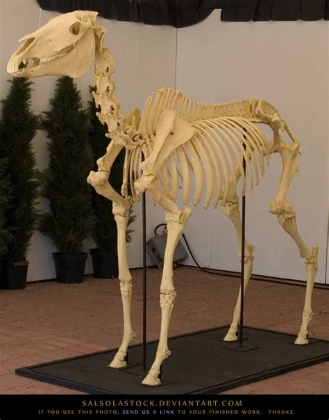 99 best images about Halloween skeleton horse on Pinterest | Halloween skeletons, Day of the ...