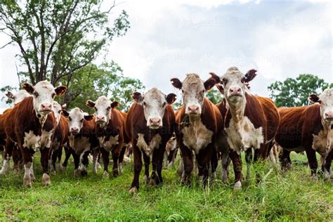 Image of Herd of inquisitive Hereford cattle in paddock - newly restocked farm - Austockphoto