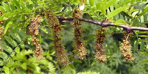 Honey locust - flowering time, description, seasonal development and general distribution in ...