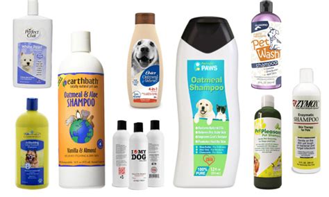 Top Rated 10 Best Dog Shampoos 2022 - Best Pet Shampoos Reviews - Her Style Code