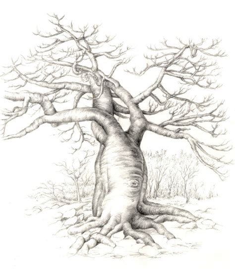 Baobab Tree Drawing at PaintingValley.com | Explore collection of ...