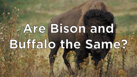 Are Bison and Buffalo the Same? - Fort Worth Museum of Science and History