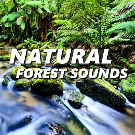 Natural Forest Sounds - Stunning Forest Sounds