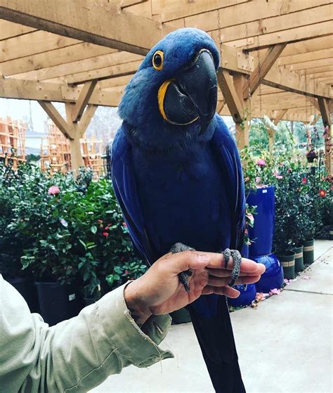 Adorable Hyacinth Macaws For Sale – Terry's Parrot Farm