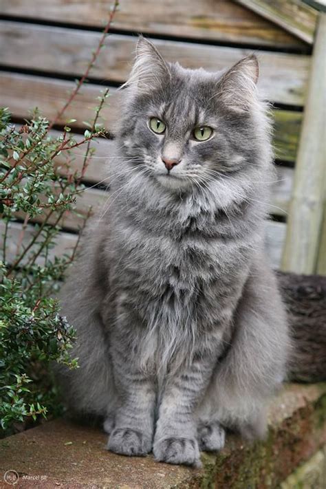 Image result for fluffy grey cat photography | Cats, Cat photography ...