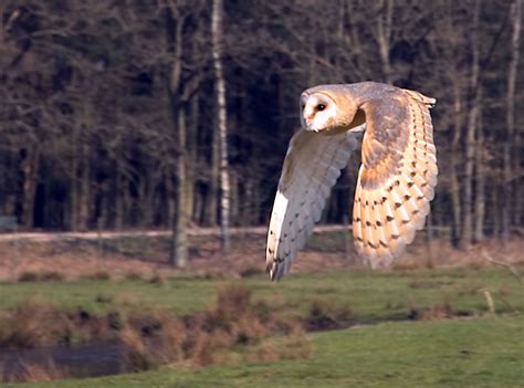 File:Flying owl.jpg - Wikimedia Commons