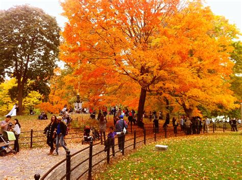 iPhone 4 New York: Autumn Leaves in Central Park