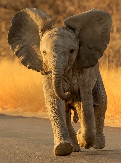 Elephants of the Kruger National Park - the largest of the big-five