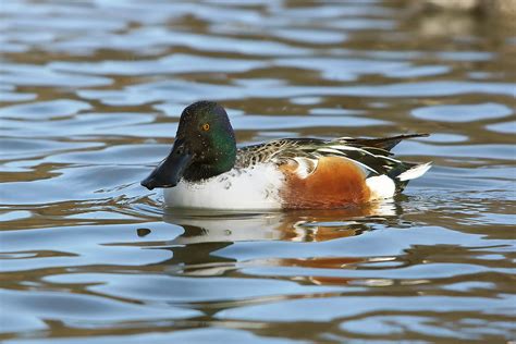 Northern Shoveler | Male Northern shoveler, Slottskogen, Got… | Flickr