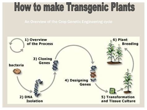 Transgenic plants