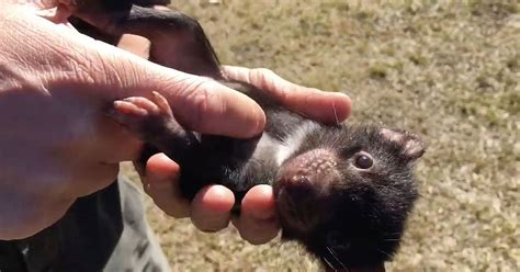 Baby Tasmanian Devils Become Friends With Their Keeper