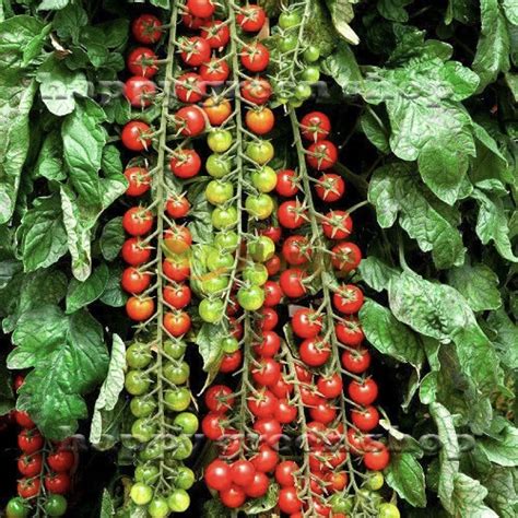 17 OF THE BEST CHERRY TOMATOES TO PLANT IN YOUR GARDEN - sharingideas.me