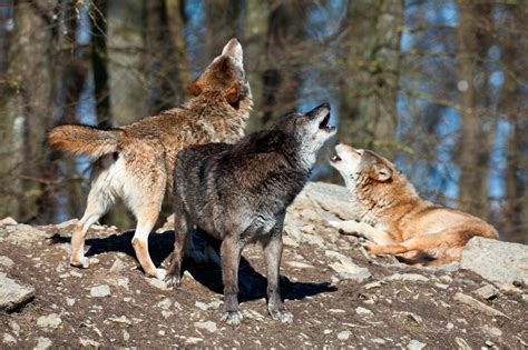 Why Do Wolves Howl? Decoding the Language of Lupines | Earthjustice