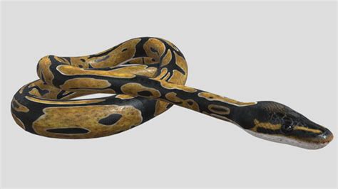 ArtStation - PYTHON - 3D MODEL | Resources