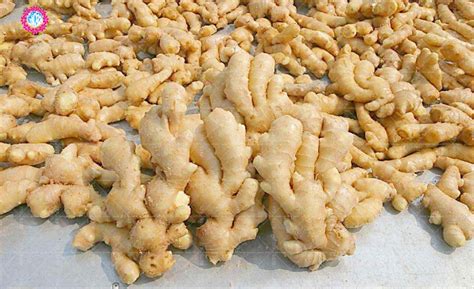 Ginger Seeds, 100pcs/pack – GreenSeedGarden