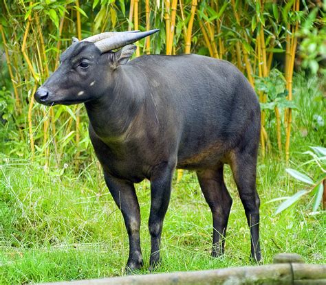 Lowland Anoa - a photo on Flickriver