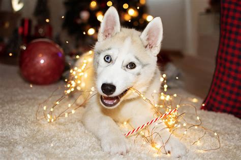 Download Husky Puppy Christmas Lights Wallpaper | Wallpapers.com