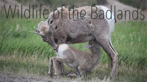 Wildlife of Badlands National Park - YouTube