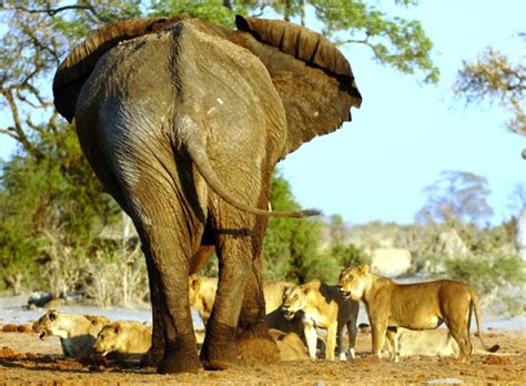 Lions Vs Elephants - Clip from the National Geographic | BhaviniOnline.com