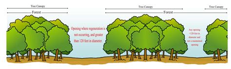 Expanding canopy cover in Frederick: An increase in tree canopy can ...