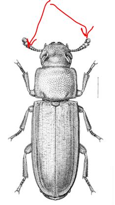 Order: Coleoptera (anatomy) Flashcards | Quizlet