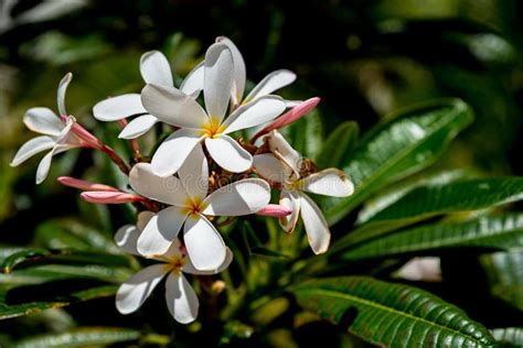 Wild White Plumeria Flower Of Hawaii Stock Photo - Image of beauty, botanical: 135499758