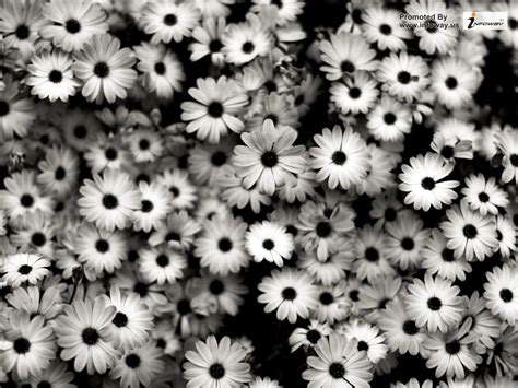 🔥 Download Nature Flowers Black And White by @sowens38 | Black and ...