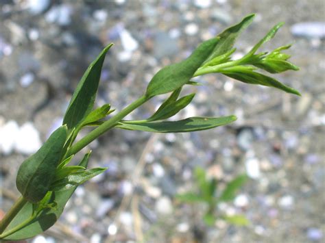 Lepidium latifolium - Alchetron, The Free Social Encyclopedia