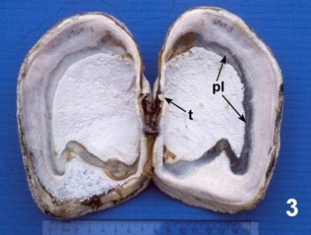 Anatomy of the Geoduck Clam