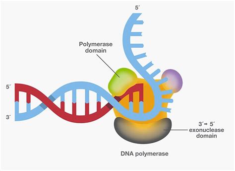 DNA Polymerase—Four Key Characteristics for PCR | Thermo Fisher Scientific - US