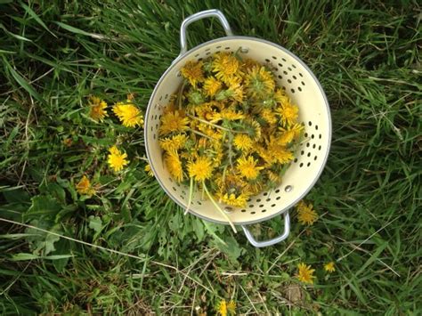 16 Dandelion Recipes | The Prairie Homestead