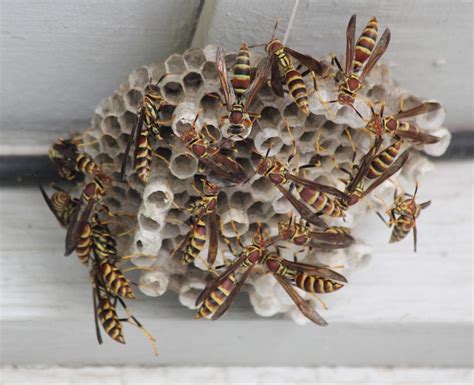 How To Prevent Bee And Wasp Nests