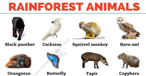 List Of Rainforest Animals