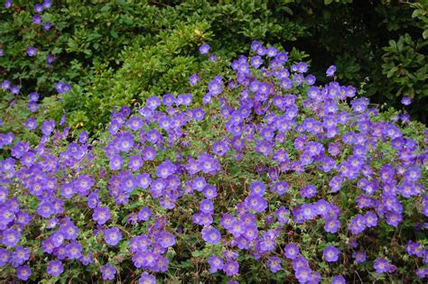 Geranium ‘Rozanne’ – PlantRight