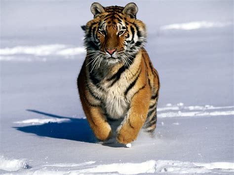 Amur Tiger Snow - Amur Tigers Wallpaper (27143493) - Fanpop