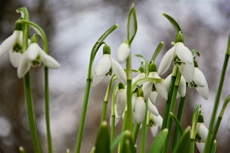 Free Images : green, botany, flora, spring flowers, early bloomer, galanthus, macro photography ...