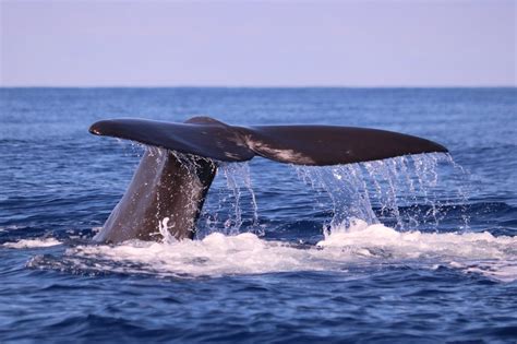 Whale Watching auf Madeira: Lohnt es sich wirklich? – HOME of TRAVEL