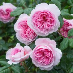 17 New Rose Varieties ideas | rose, rose varieties, david austin roses