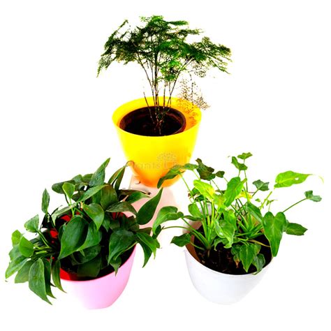 Buy 3 Best Indoor Air Purifier Plants Pack Online at Plants Bazar