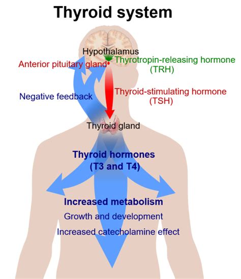 Thyroid Disease and Diabetes: What You Need to Know – Diabetes Daily