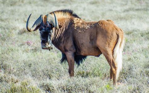 Hunting Black Wildebeest in South Africa