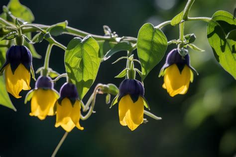 Deadly Nightshade Flower Meaning, Symbolism & Spiritual Significance ...