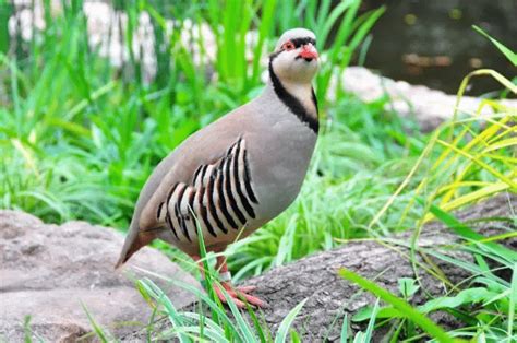 Chukar Partridge - Some Facts about the National Bird of Pakistan ...