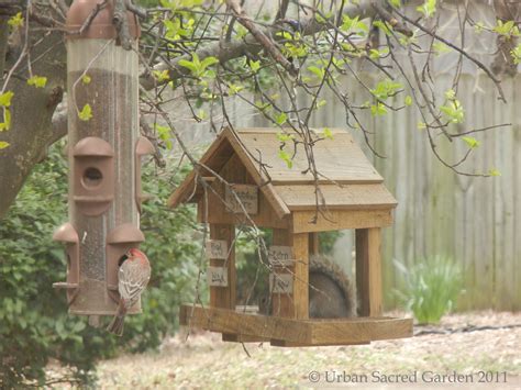 Building a Backyard Bird Sanctuary — Urban Sacred Garden